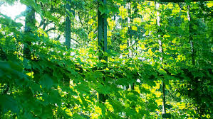 Gartenplanung, gartenberatung, gartendesign, gartenbau und gartengestaltung renate origineller sichtschutz im garten landschaft rasenkanten stein hang. Origineller Sichtschutz Fur Den Garten Die Schonsten Ideen