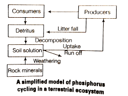 Our global writing staff includes experienced enl & esl academic writers in a variety of disciplines. What Is A Biogeochemical Cycle What Is The Role Of The Reservoir In A Biogeochemical Cycle Give An Example Of A Sedimentary Cycle With Reservoir Located In Earth S Crust