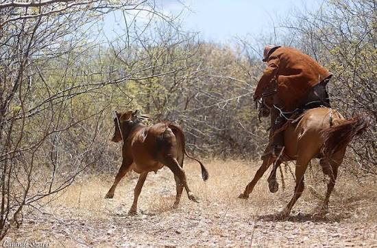 Aprovado PL que regulamenta Vaquejada, Cavalgada e Pega de Boi no Mato —  Click Sergipe