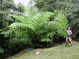 Image result for Marattiaceae