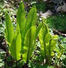 Top 10 Des Fougeres Pour Le Jardin Plante Fougere Fougere Plante
