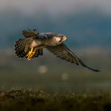 Peregrine Falcon in Flight Over Mangalajodi Wetlands · Free Stock Photo