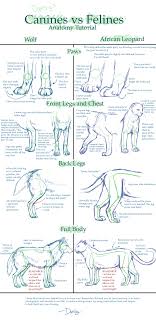 Canine V Feline Anatomy Tut By Daesiy On Deviantart Feline Anatomy Cat And Dog Drawing Animal Drawings