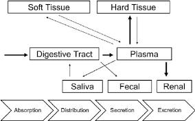Flowchart Of Fluoride Metabolism Download Scientific Diagram