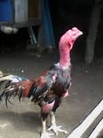 We did not find results for: Warna Telur Pada Ayam Bangkok