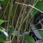 Image result for Shibataea kumasasa