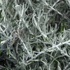 Image result for Helichrysum schimperi