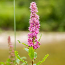 Image result for Spiraea douglasii