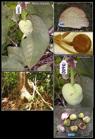 Image result for Artocarpus
