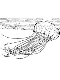 Jellyfish coloring page for adults. Jellyfish Coloring Page Coloring Pages Jellyfish Coloring Page Coloring Pages Sea Life Coloring Pages