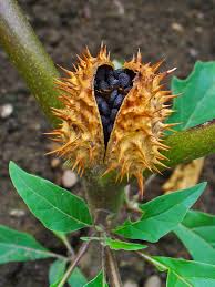Image result for Datura stramonium