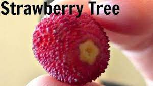 The fruit is about the size of a strawberry and hence the tree's nickname. Strawberry Tree Fruit Gastro Obscura