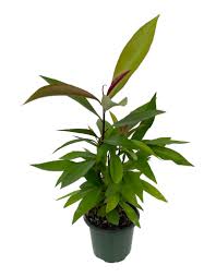 Image result for Ardisia