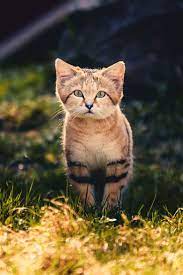 Via 500px Sand Cat By Lindqvist Photo Sand Cat Cats Pets Cats