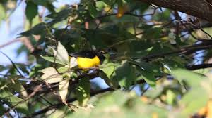 Image result for Faroa affinis