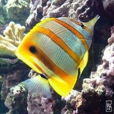 Epingle Sur Sous Marin