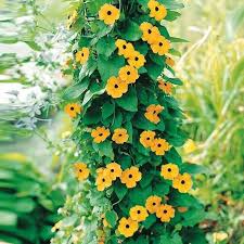 Image Result For Schwarzaugige Susanne Schwarzaugige Susanne Pflanzen Hangepflanzen