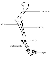 I really, really suggest just taking a few hours and looking up references and drawing paws from photos and other artists! Fracture Of Thoracic Limb In Dogs And Cats