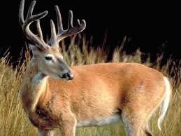 A mature doe, on the other hand, weighs about 140 pounds. Missouri Hunters Donated Nearly 350 000 Pounds Of Deer Meat To Food Banks This Season News Wpsd Local 6