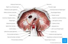 This is the atlas for you! Diaphragm Location Anatomy Innervation And Function Kenhub