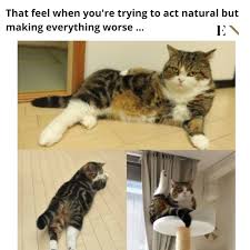 Memes have us wondering do these animal really think like that. 10 Funny Animal Memes That Will Definitely Brighten Up Your Day