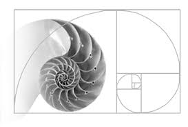 Golden Ratio Golden Spiral Fibonacci Sequence And Nature All Together Golden Ratio In Nature Golden Ratio Spirals In Nature