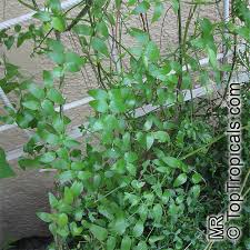 Image result for Asparagus asparagoides