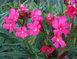 Calypso Oleander
