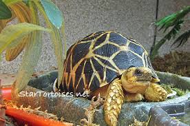 База знаний и советы для world of tanks blitz. Indoor Housing For Tortoises