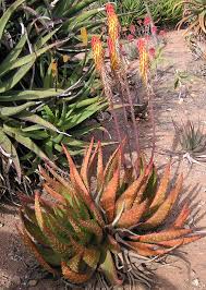 Image result for Aloe aculeata × ortholopha