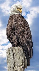 Majestic Birds Of Prey Animals Birds Of Prey Majestic Bald Eagle Title A Regal Perch By Wes And Dotty Weber Bald Eagle Animals Eagle Pictures
