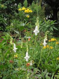 Image result for Ceratotheca triloba