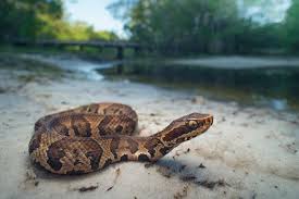 How To Identify A Water Moccasin Sciencing