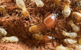 Best Pest Control in Irvine, CA