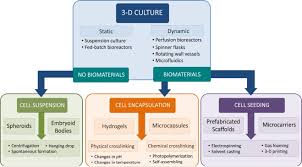 Establishment and maintenance of animal cell cultures require standardized approaches for media preparation, feeding, and passaging (or subculturing) of the cells. Advances And Challenges In Stem Cell Culture Sciencedirect