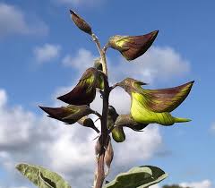 Image result for Crotalaria kirkii