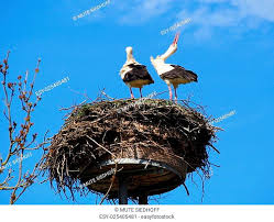 Фото № 10259940, фотограф mute siedhoff / panthermedia / фотобанк лори. Balz At White Storks Stock Photo Picture And Low Budget Royalty Free Image Pic Esy 025405481 Agefotostock