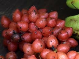 Image result for Dioscoreophyllum cumminsii