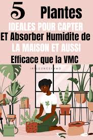 5 Plantes Ideales Pour Capter Humidite De La Maison En 2020 Absorbeur D Humidite Plante Organisation De La Vie