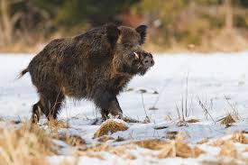 We did not find results for: Strategies For Dealing With Wild Pigs Mossy Oak