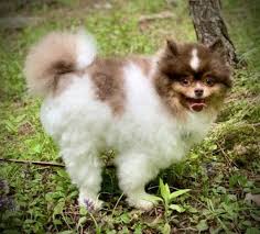 Adoptions are performed through a contracted partner, c.a.r.e. Pomeranian Rescue Dog For Adoption In Lake Saint Louis Missouri Mr Wiggles In Lake Saint Louis Missouri In 2020 Rescue Dogs For Adoption Dog Adoption Dogs