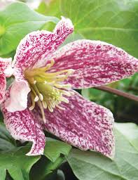 Maybe you would like to learn more about one of these? 15a Clematis Freckles Tesselaar