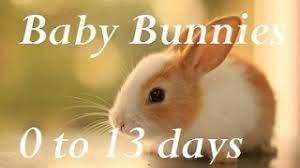 Baby Bunny Life Cycle 0 13 Days Youtube