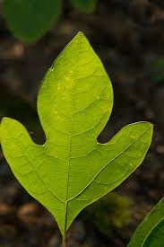 The edges of a sassafras are smooth. Glowing Sassafras Leaf Photograph By Douglas Barnett
