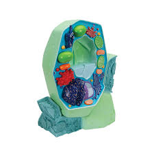 Maybe you would like to learn more about one of these? Plant Cell Model Plant Cell Teaching Model Plastic Plant Cell Model