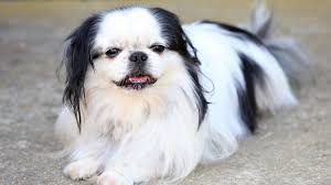 Il carlino è un cane da compagnia molossoide di piccola taglia brachicefalo, ovvero col muso schiacciato. Le 62 Razze Di Cani Di Piccola Taglia Guida Completa