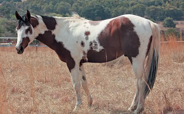 Mga resulta ng larawan para sa Skewbald American Paint Horse"