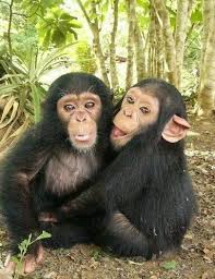 Vrienden Ook Bij Deze Aapjes Dieren Grapjes Baby Chimpansee Dieren