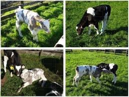 Holstein once existed as the german county of holstein (german: Holstein Friesian Dairy Cattle Edited For Diluted Coat Color As Adaptation To Climate Change Biorxiv