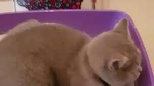 Armokitty Kedi Kumu Youtube